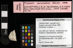 Foto (Objekt + Etiketten) von Prosopon verrucosum (Reuss, 1858) 